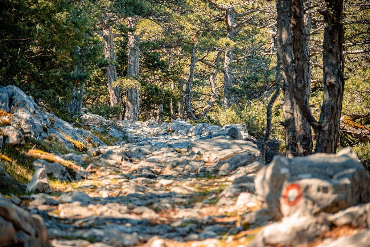 A rocky path winding through a pine forest.