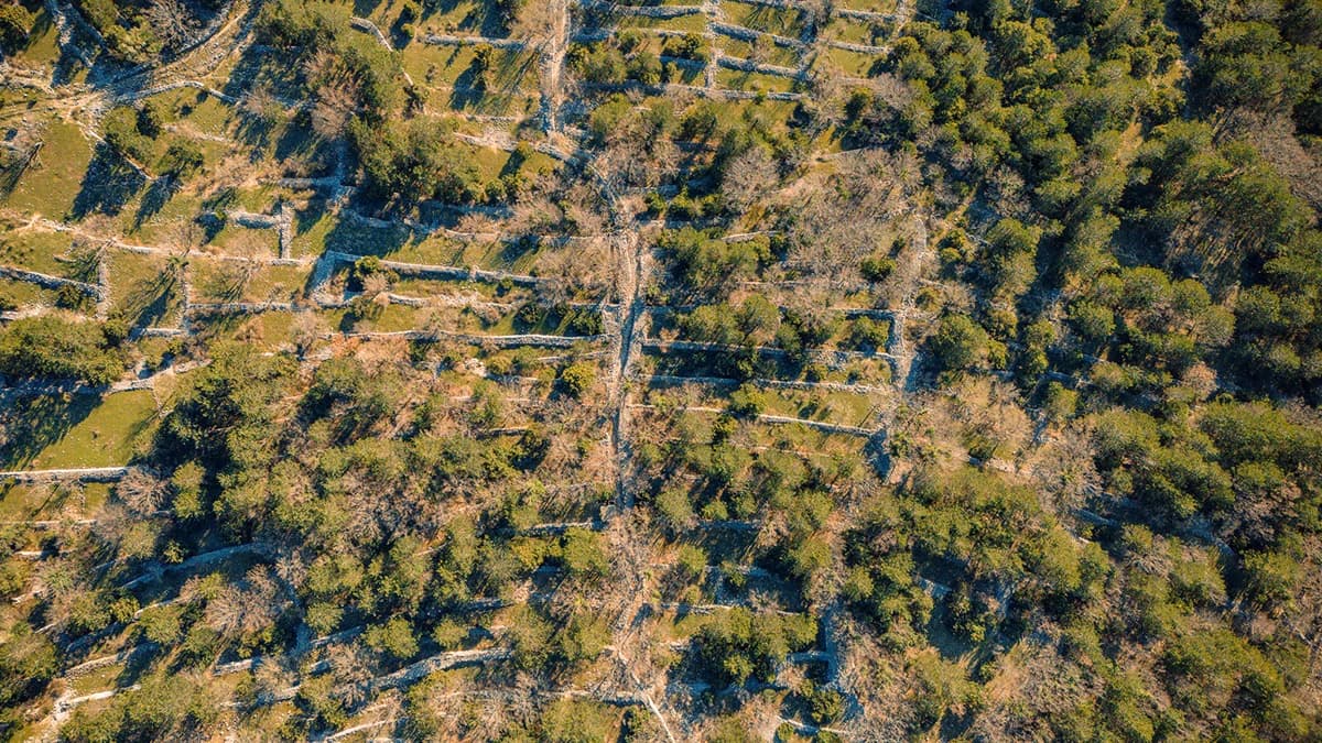 An overhead view of dry-stone terraces and trees on a hillside.