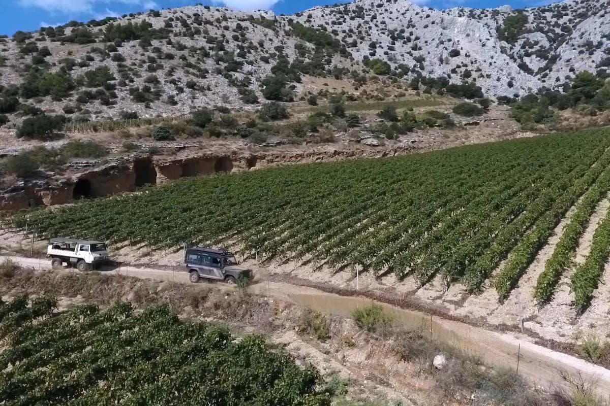 A white jeep following a track beside cultivated rows below a rocky hillside.