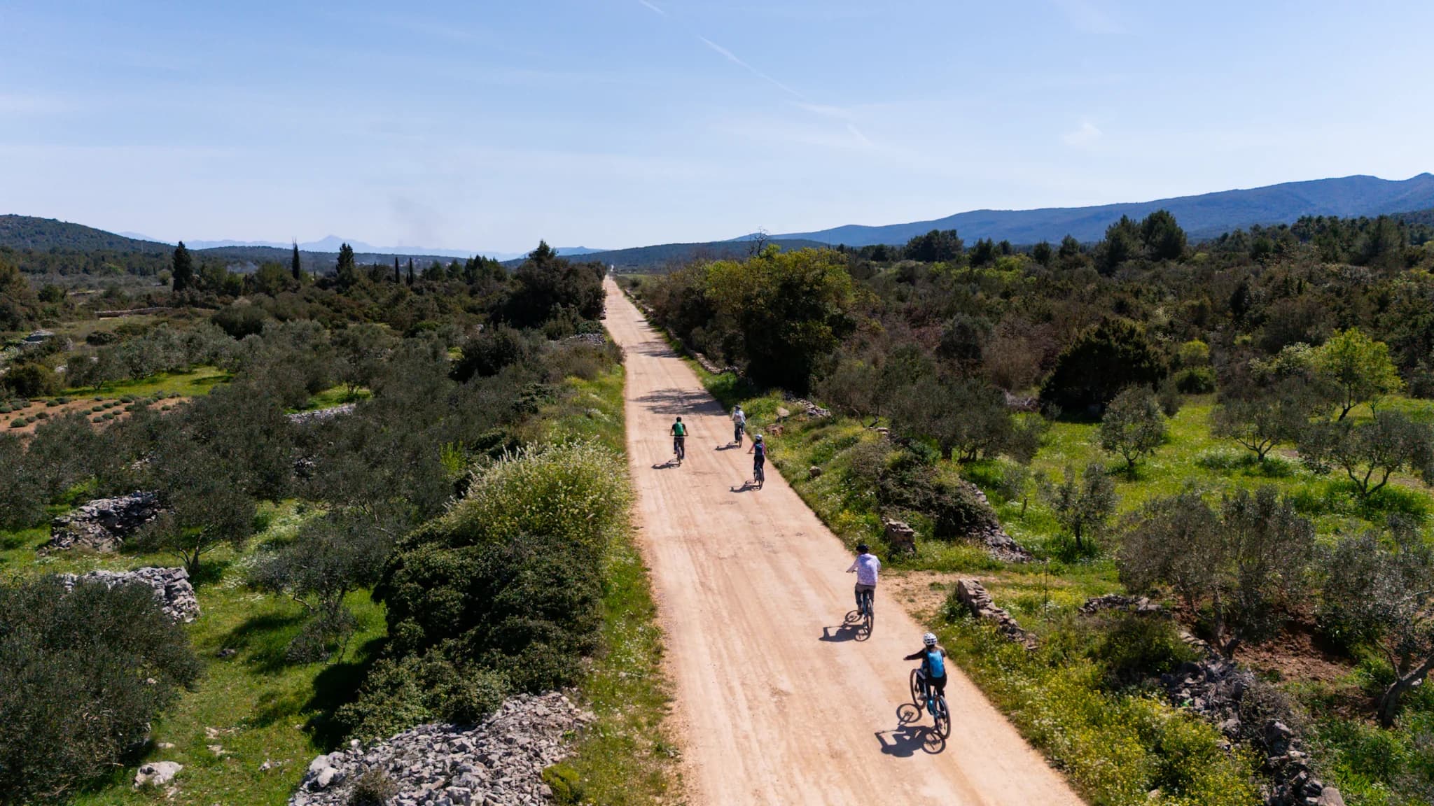 Cyclists riding along a narrow country road between fields and olive groves.