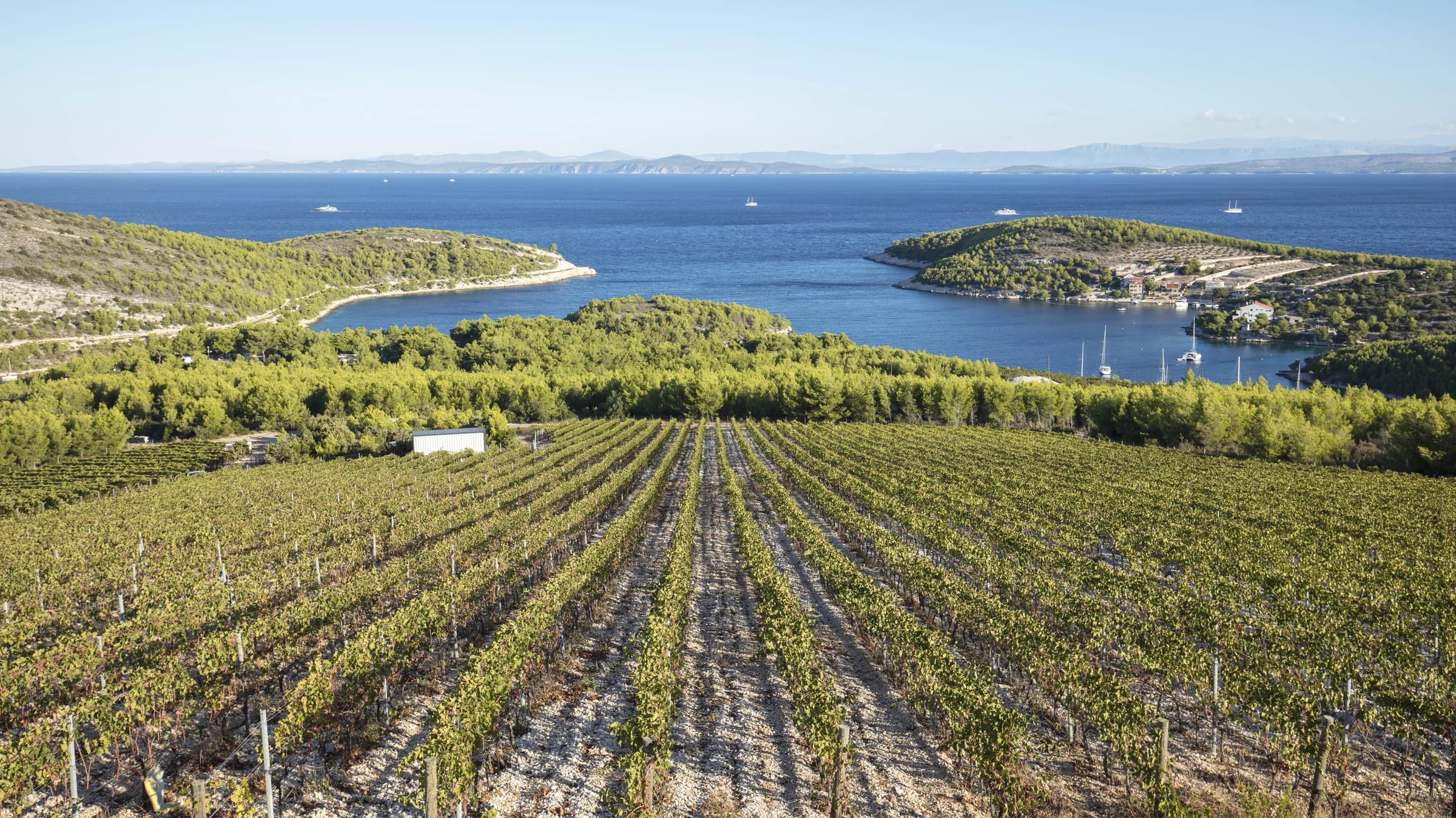 Rows of vines above a pine-lined bay and the sea.