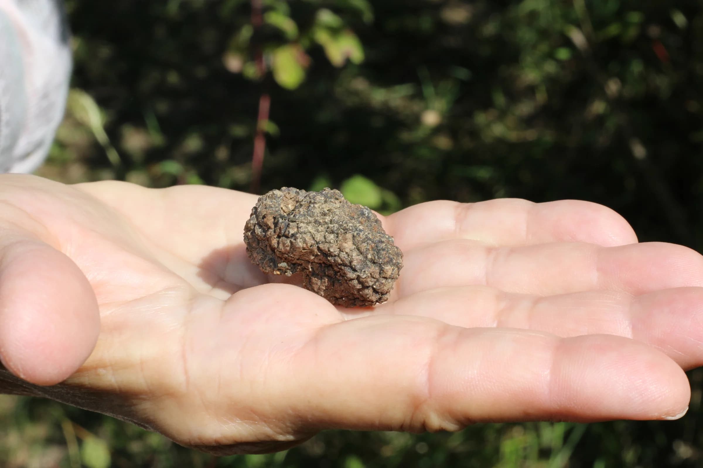 A truffle resting in an open hand.