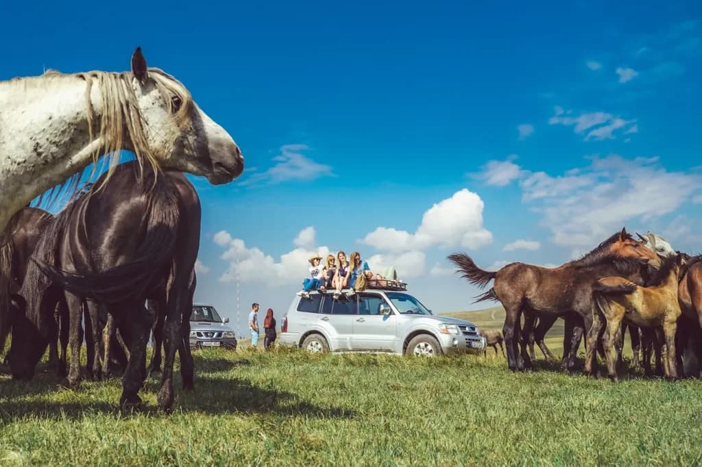 Horses beside a white safari vehicle, with visitors seated on its roof.