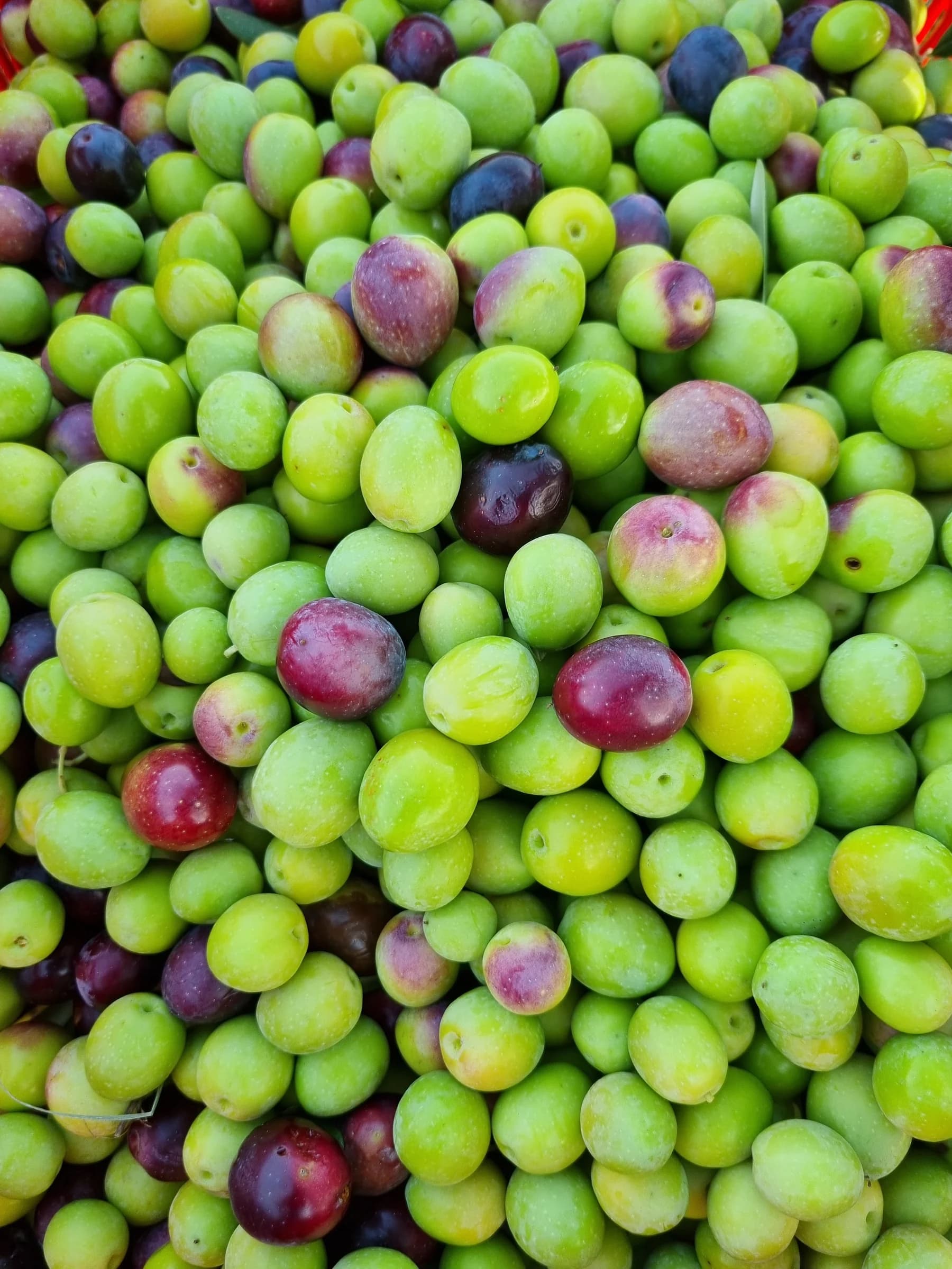 A close view of green and purple olives gathered together.