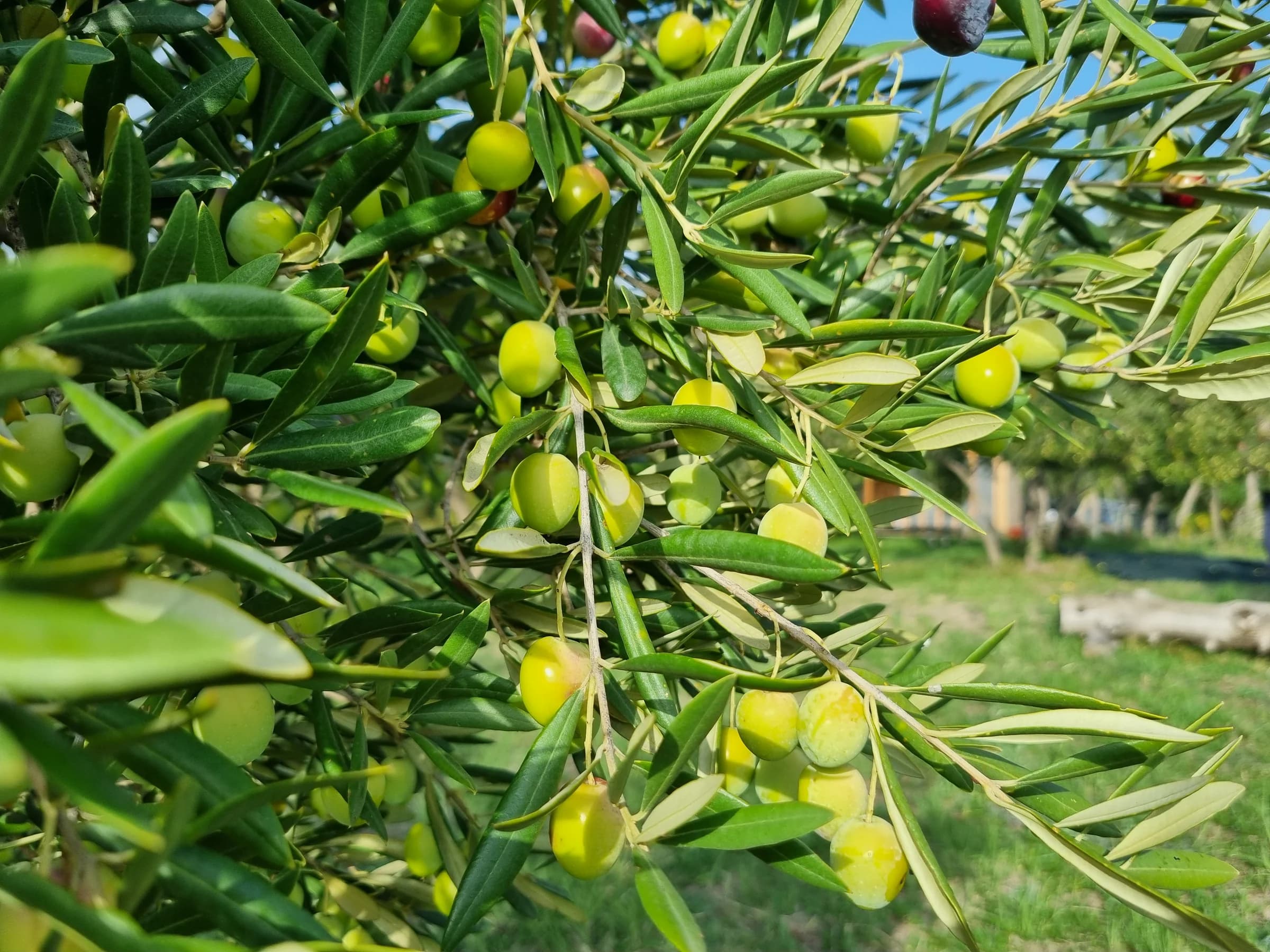 Green olives growing on branches in an olive grove.
