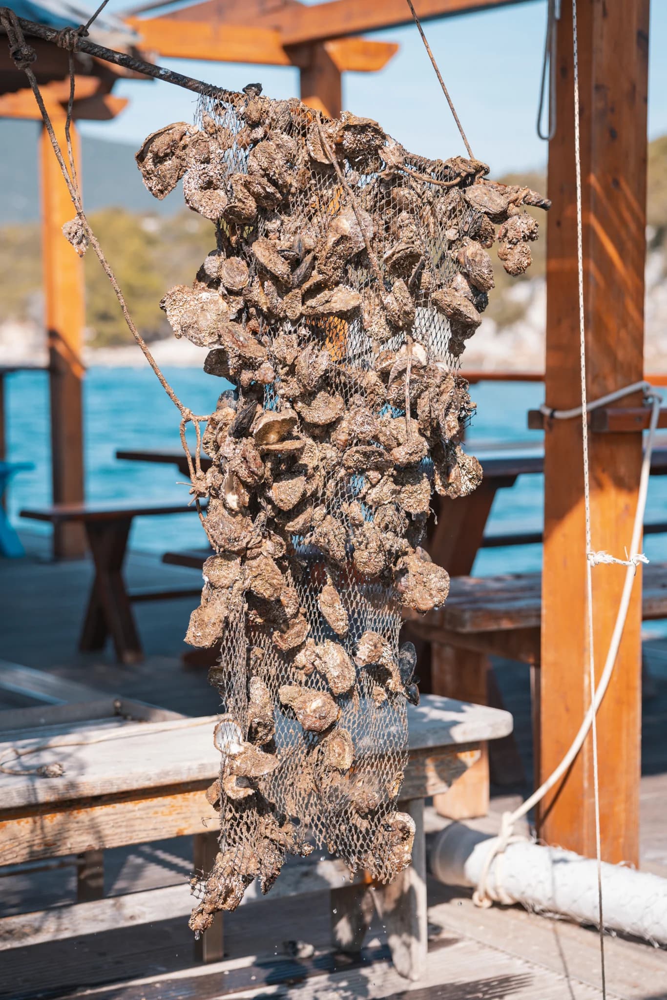 A long cluster of oyster shells hanging from the wooden Oyster Bar dock.