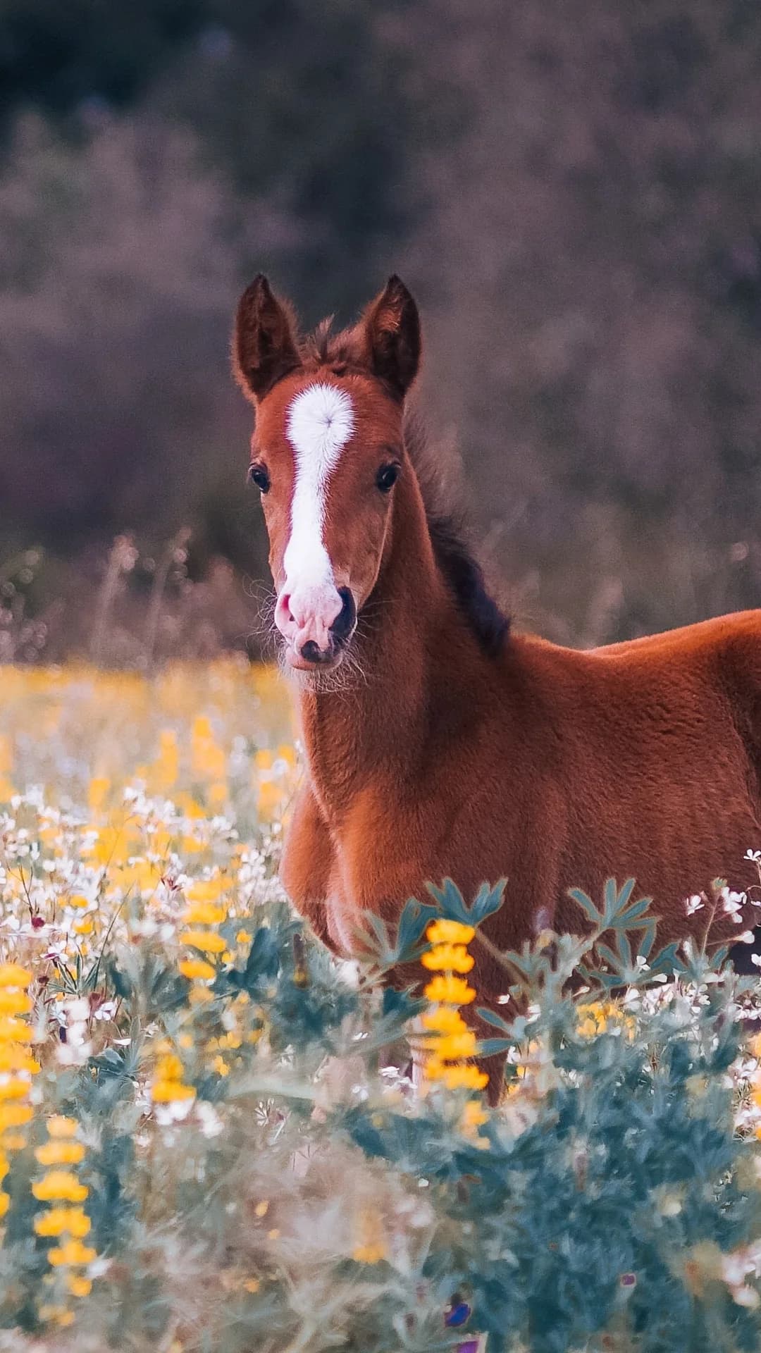 A young foal resting among wildflowers.