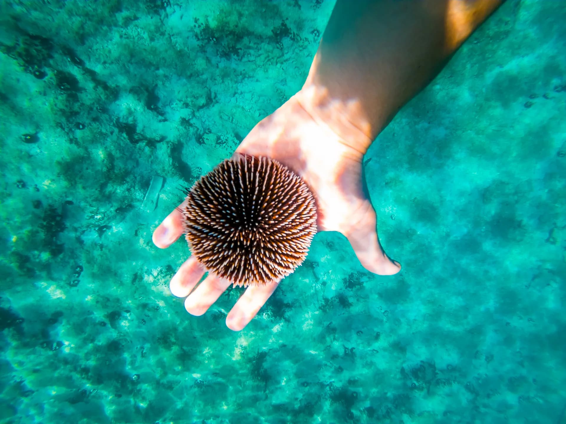 A closer look at a sea urchin above clear coastal water.