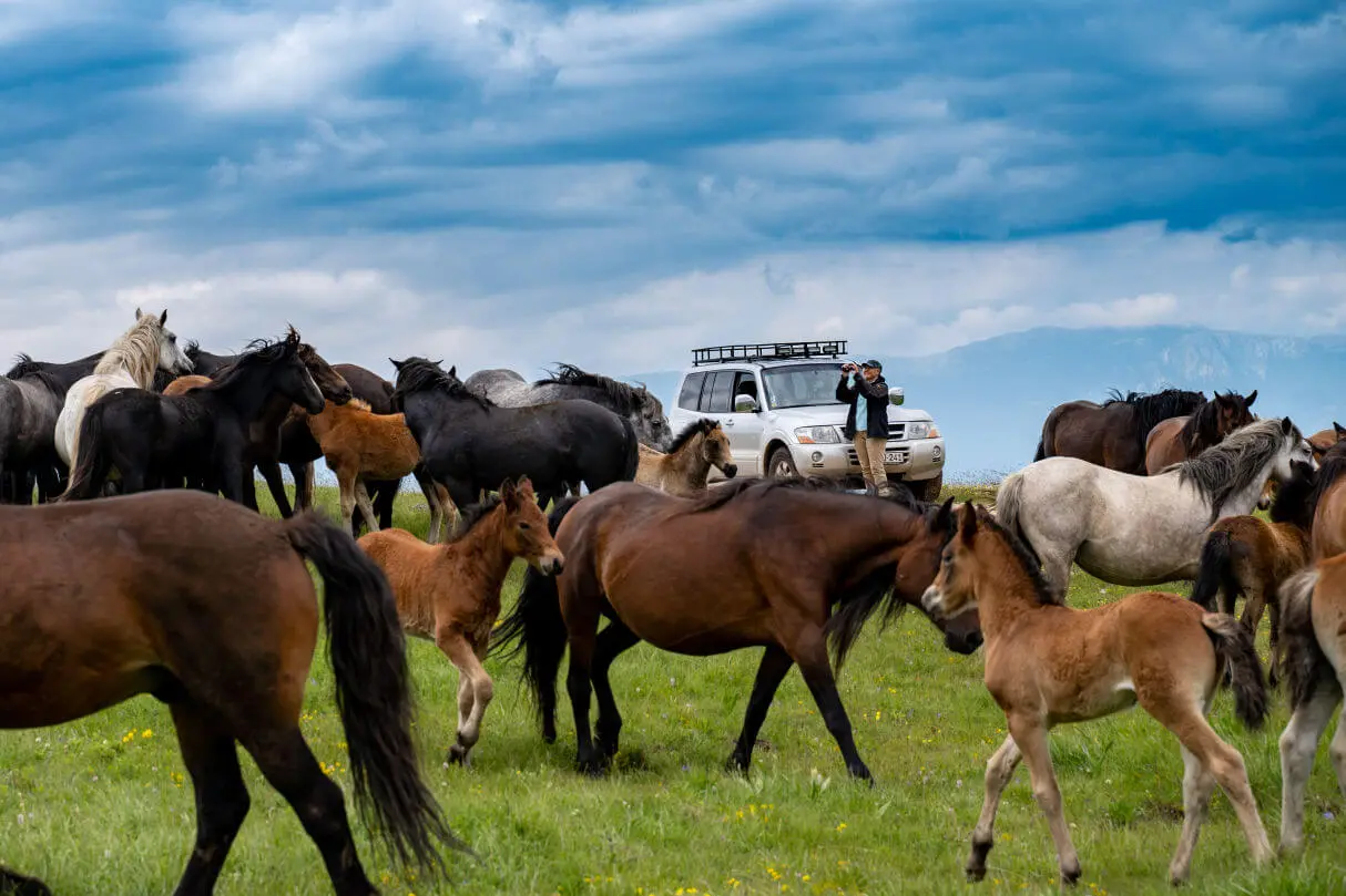Horses and a safari vehicle on the Kruzi plateau near Livno.